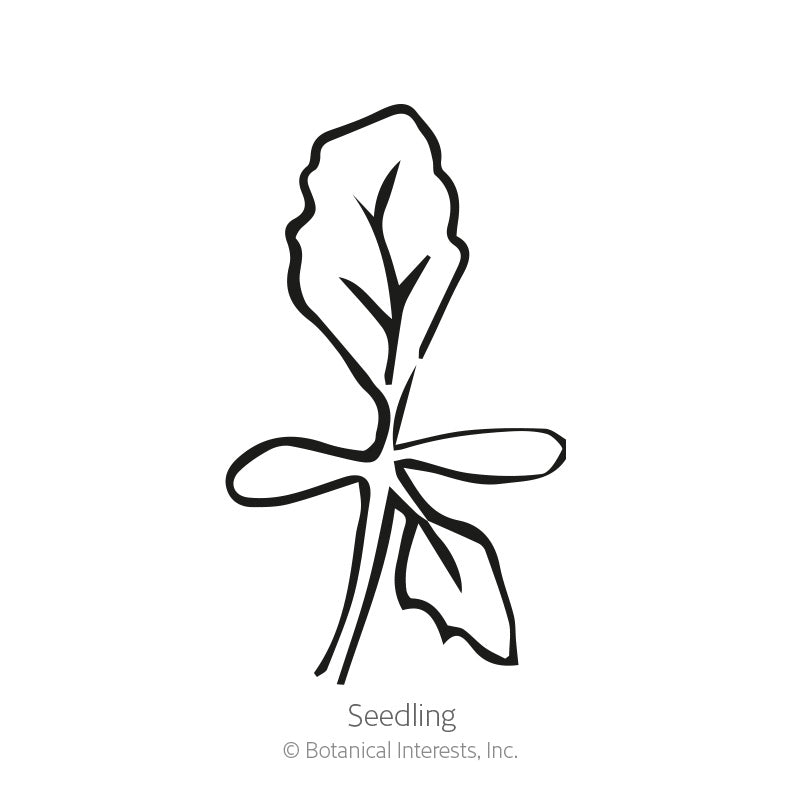 China Aster Blend Aster Seeds