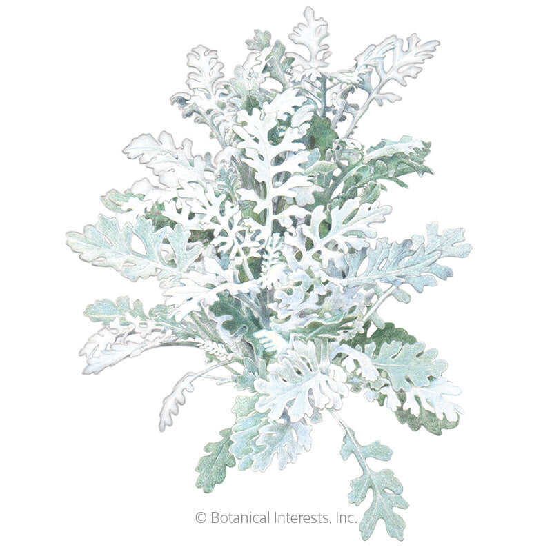 Silverdust Dusty Miller Seeds