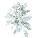 Silverdust Dusty Miller Seeds
