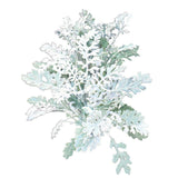 Silverdust Dusty Miller Seeds