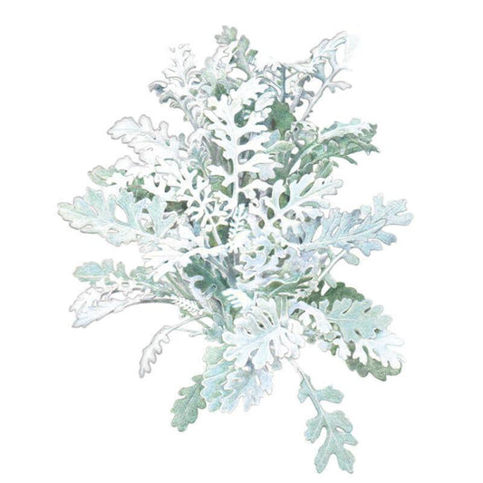 Silverdust Dusty Miller Seeds