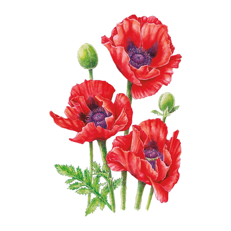 oriental poppy seeds for planting Brilliant Oriental Poppy Seeds