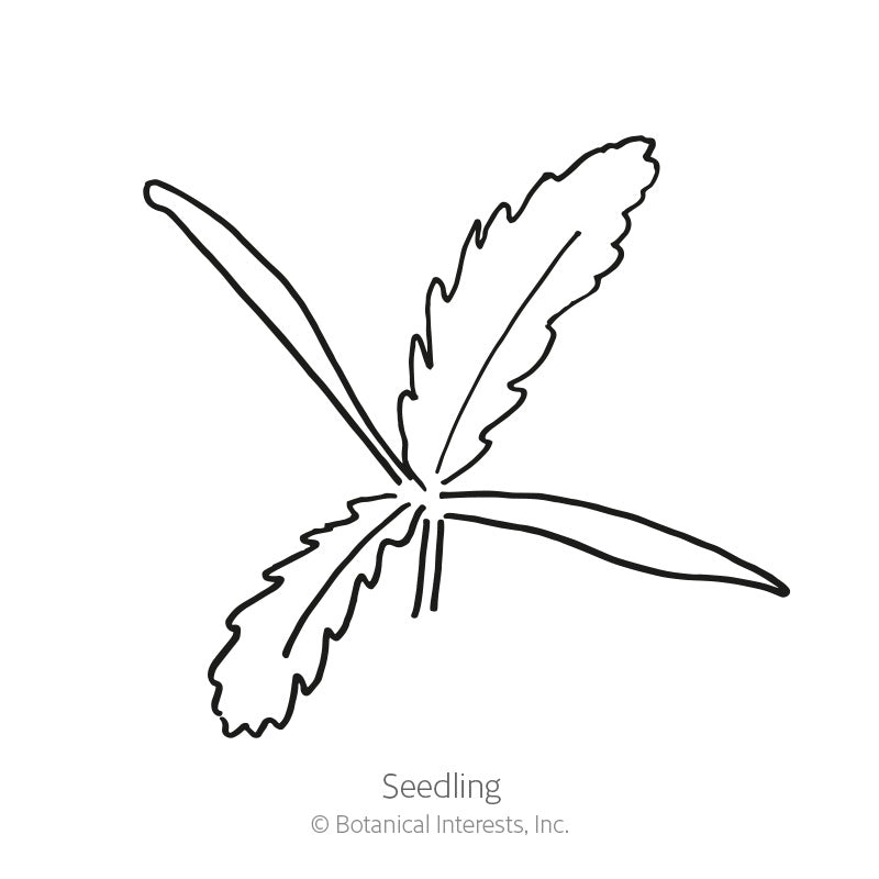 Brilliant Oriental Poppy Seeds Product Image