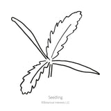 Brilliant Oriental Poppy Seeds