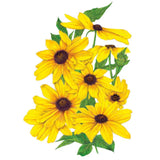 Indian Summer Black-Eyed Susan Seeds
