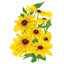 Indian Summer Black-Eyed Susan Seeds