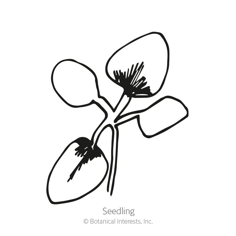 Superbissima Blend Salpiglossis Seeds Product Image