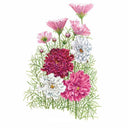 Double Click Blend Cosmos Seeds
