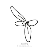 Sparkle Blend Iceplant (Livingstone Daisy) Seeds