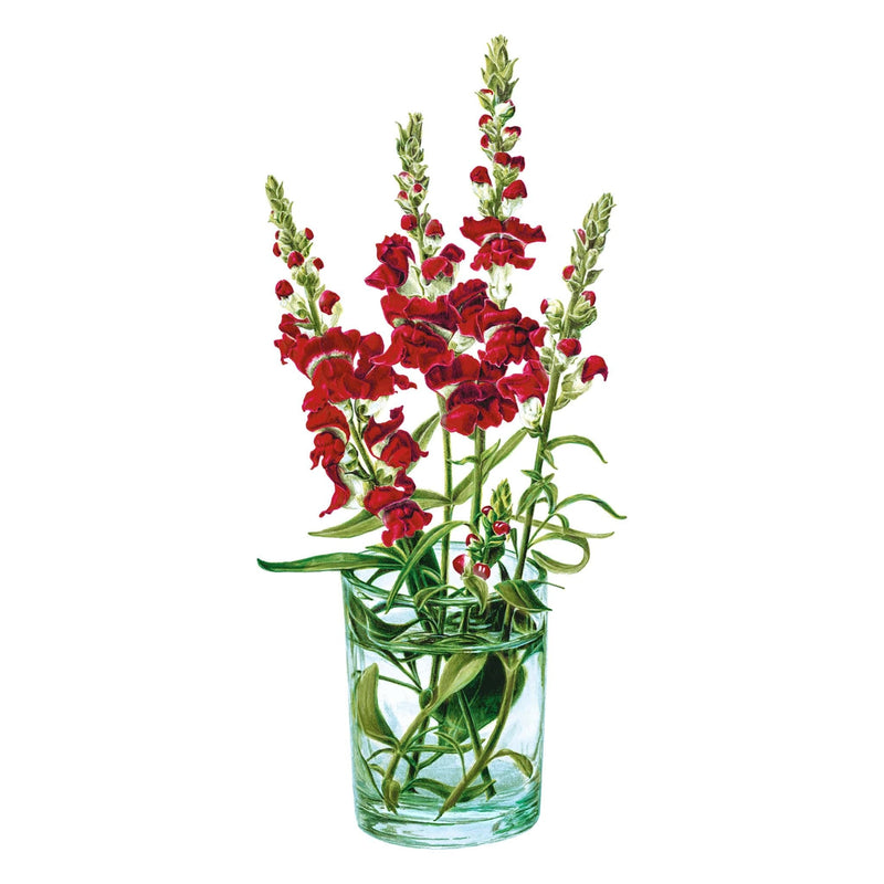 plant seeds at night Night and Day Snapdragon Seeds