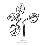 Night and Day Snapdragon Seeds