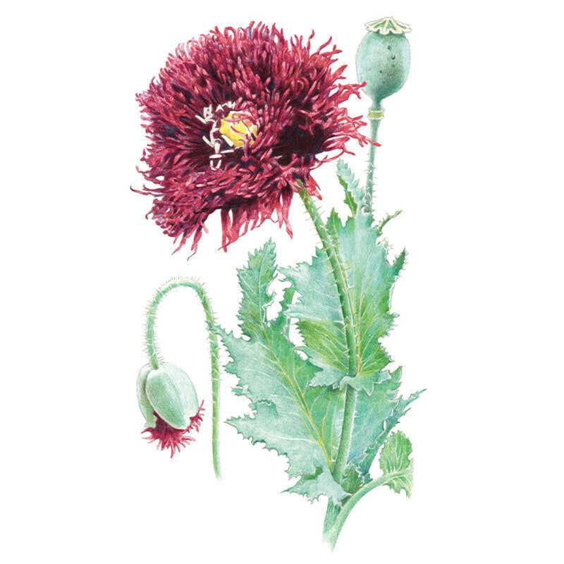 Black Swan Poppy Seeds