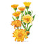 Oopsy Daisy Calendula (Pot Marigold) Seeds