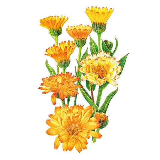Oopsy Daisy Calendula (Pot Marigold) Seeds