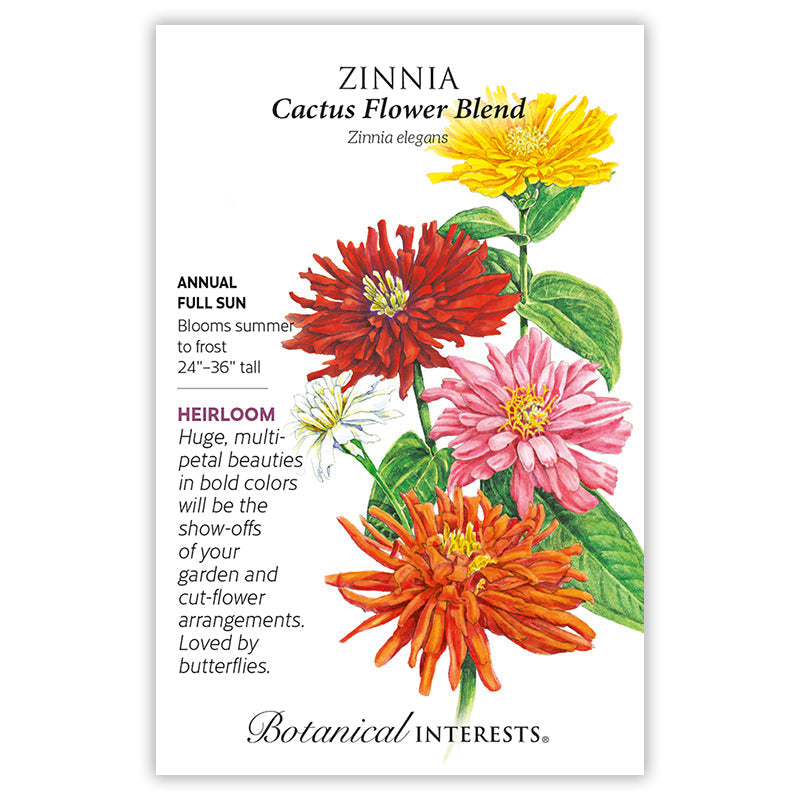 Cactus Flower Blend Zinnia Seeds Product Image