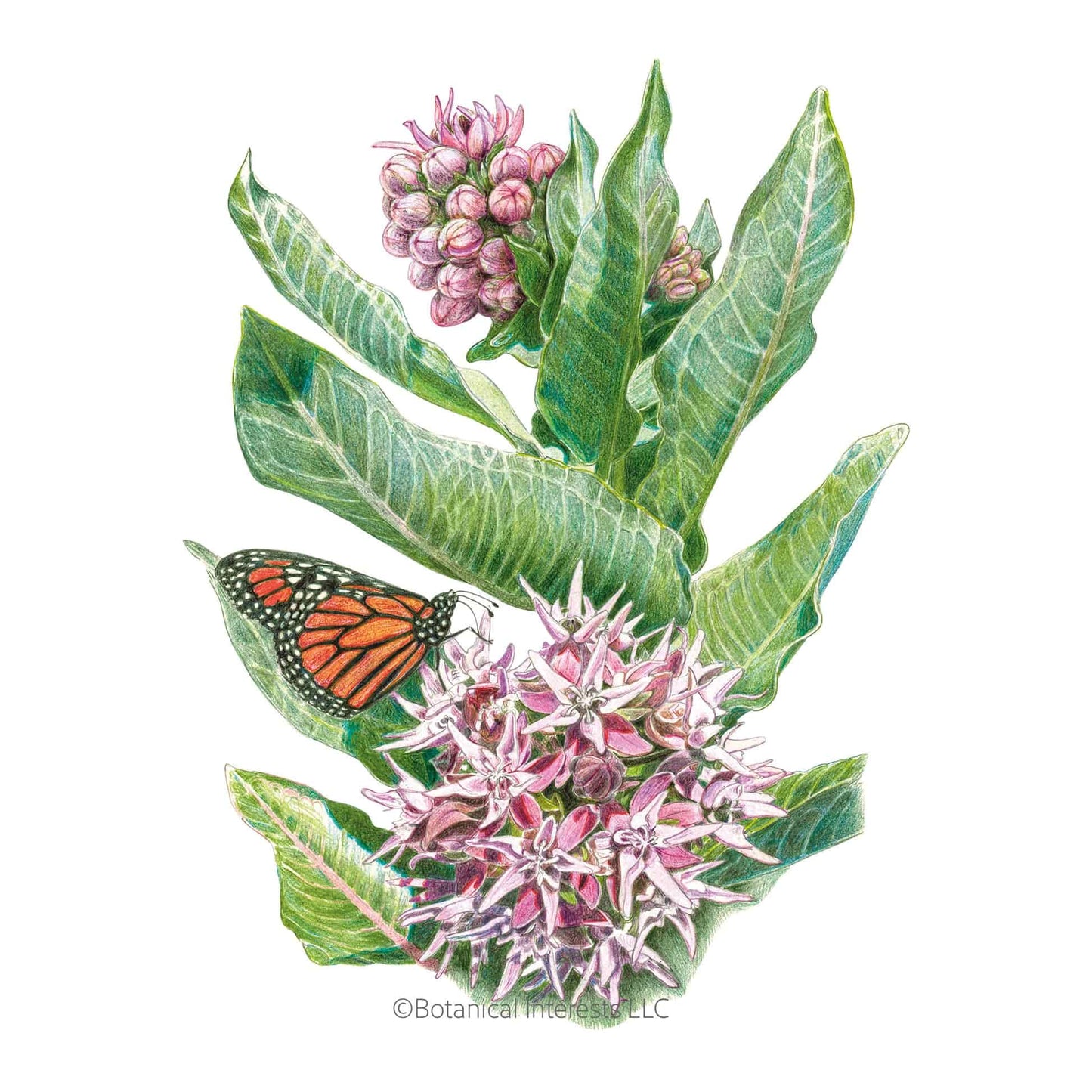 Showy Milkweed/Butterfly Flower Seeds