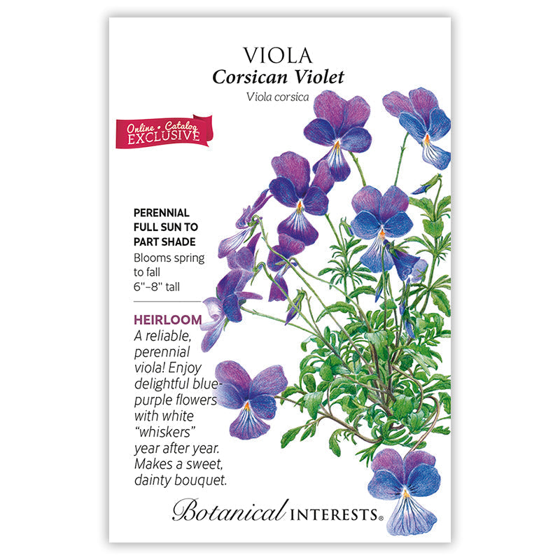 Corsican Violet Viola Seeds