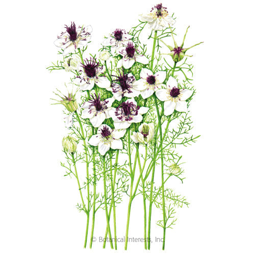 African Bride Love-In-A-Mist Seeds Product Image