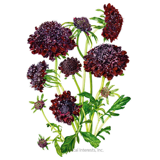 Black Knight Scabiosa Pincushion Flower Seeds