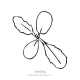 Black Knight Scabiosa Pincushion Flower Seeds