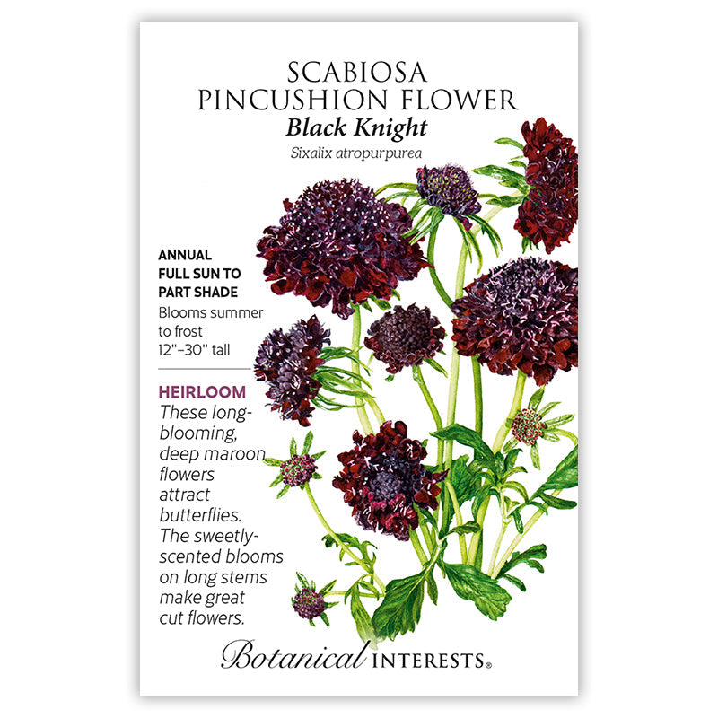 Black Knight Scabiosa Pincushion Flower Seeds Product Image