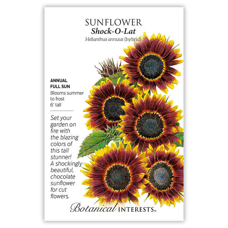 Shock-O-Lat Sunflower Seeds – Epic Gardening