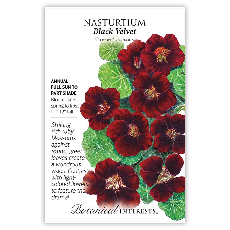 black velvet flower seeds Black Velvet Nasturtium Seeds