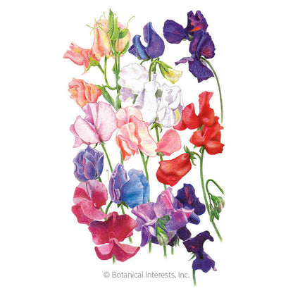 Elegance Blend Sweet Pea Seeds