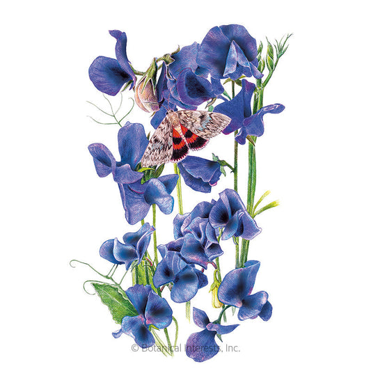 My Navy Sweet Pea Seeds Product Image