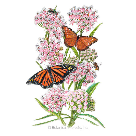 Narrowleaf Milkweed/Butterfly Flower Seeds Product Image