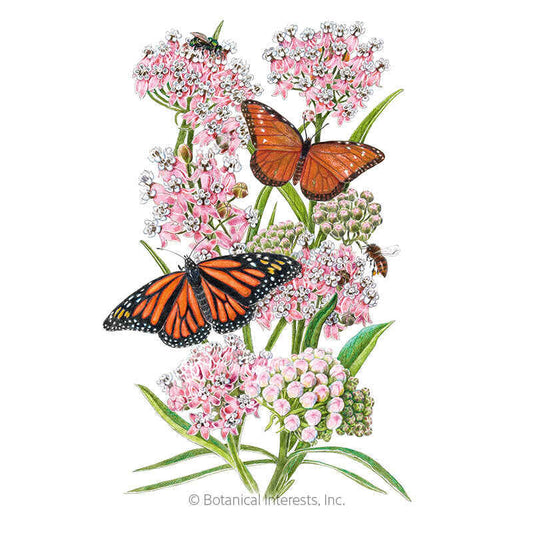 Narrowleaf Milkweed/Butterfly Flower Seeds