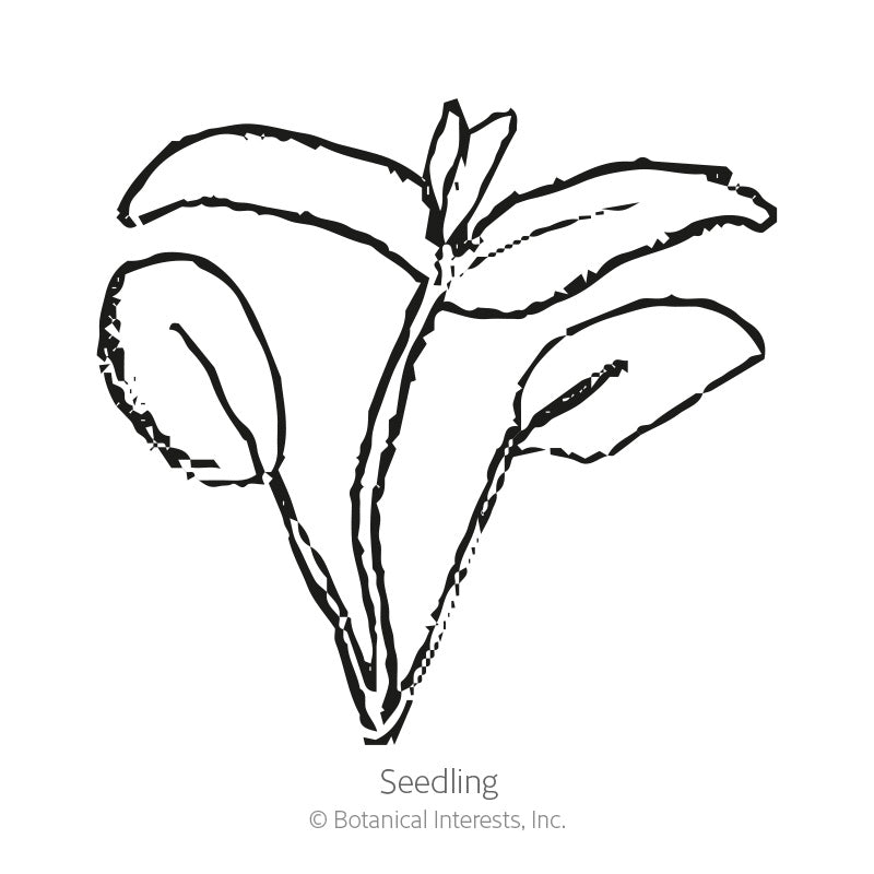 Narrowleaf Milkweed/Butterfly Flower Seeds