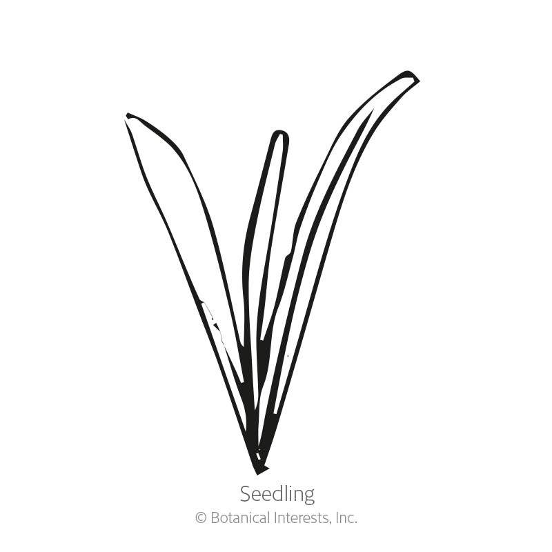 Drumstick Flower Craspedia Seeds Product Image