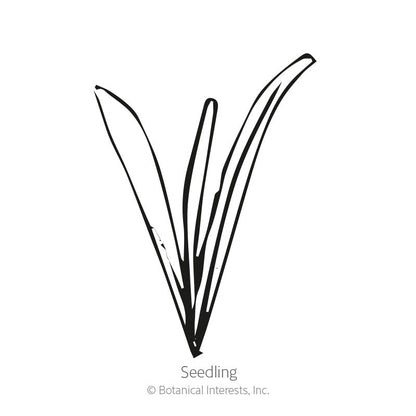 Drumstick Flower Craspedia Seeds Product Image