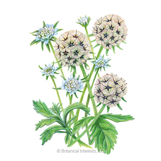 Starflower Scabiosa/Pincushion Flower Seeds Product Image