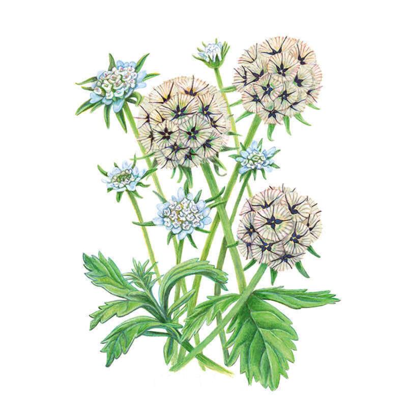 Starflower Scabiosa/Pincushion Flower Seeds