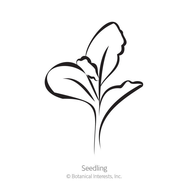 Starflower Scabiosa/Pincushion Flower Seeds