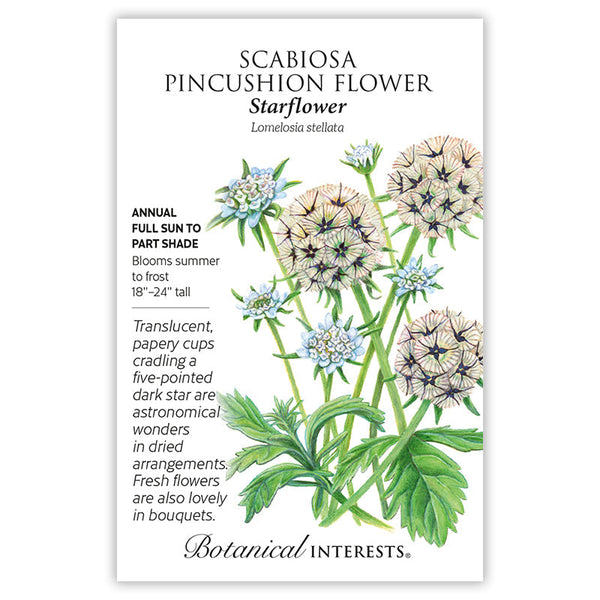 Starflower Scabiosa/Pincushion Flower Seeds – Epic Gardening