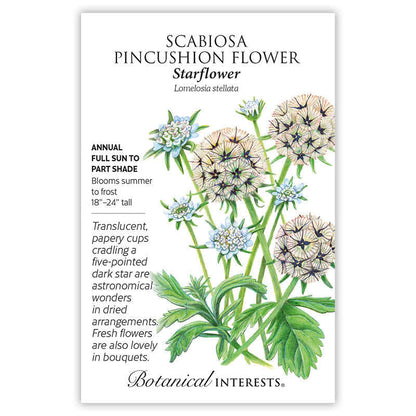 Starflower Scabiosa/Pincushion Flower Seeds