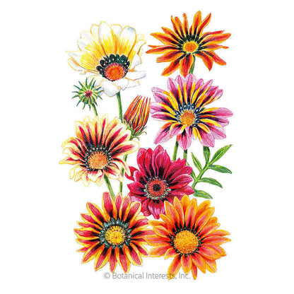 Sunshine Blend Gazania Seeds