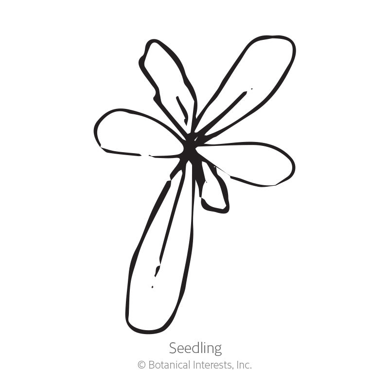 Sunshine Blend Gazania Seeds