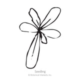 Sunshine Blend Gazania Seeds