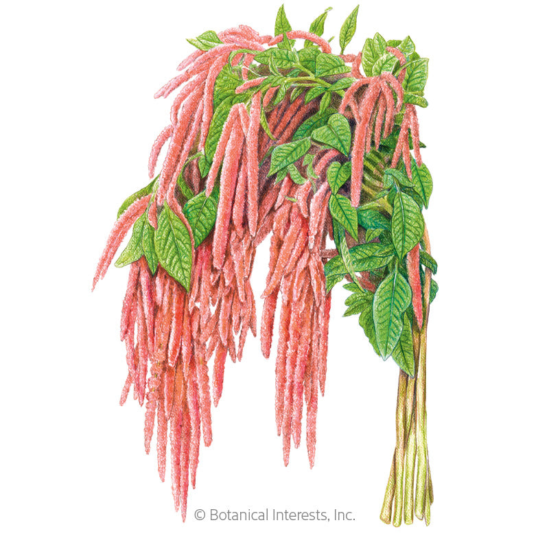 Coral Fountain Love-Lies-Bleeding Amaranth Seeds Product Image