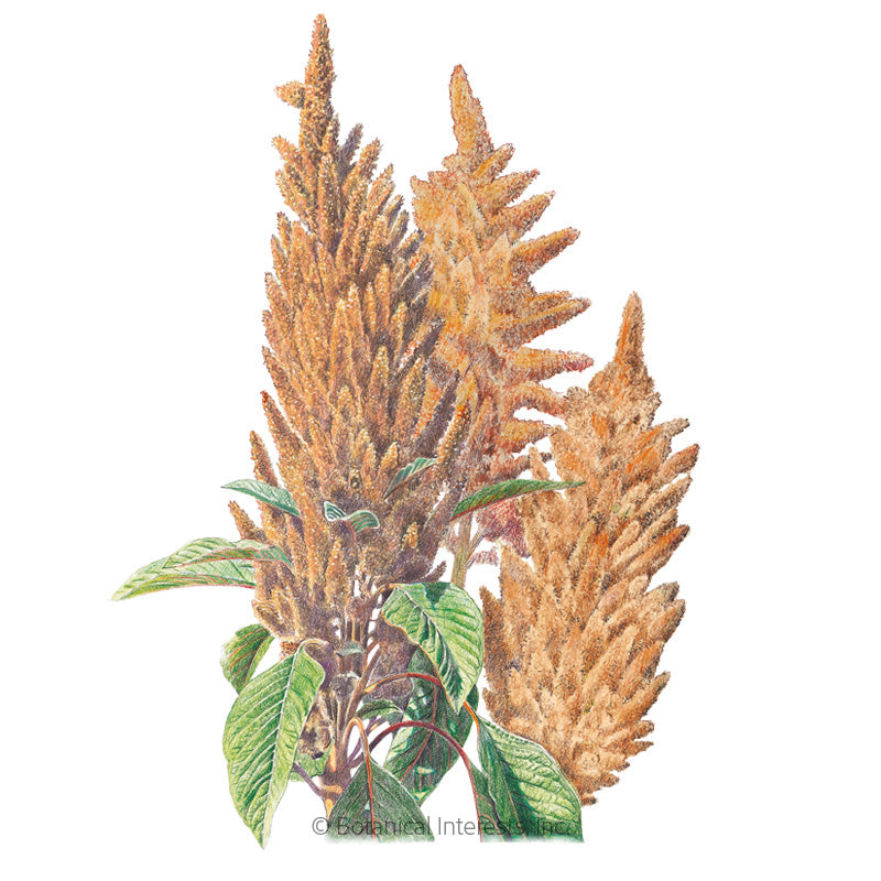 Hot Biscuits Amaranth Seeds Product Image