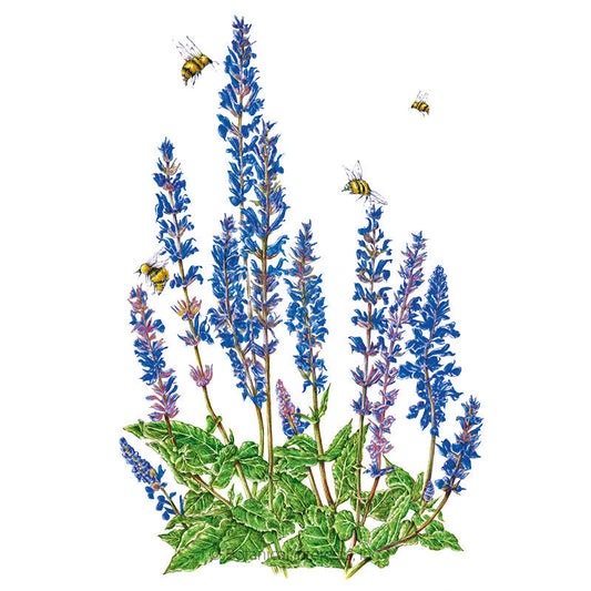 Violet Queen Salvia Seeds Product Image