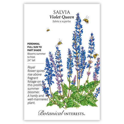 Violet Queen Salvia Seeds