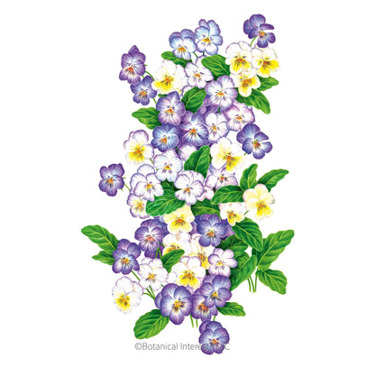 Cool Summer Breeze Viola Seeds