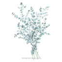 Baby Blue Eucalyptus Seeds