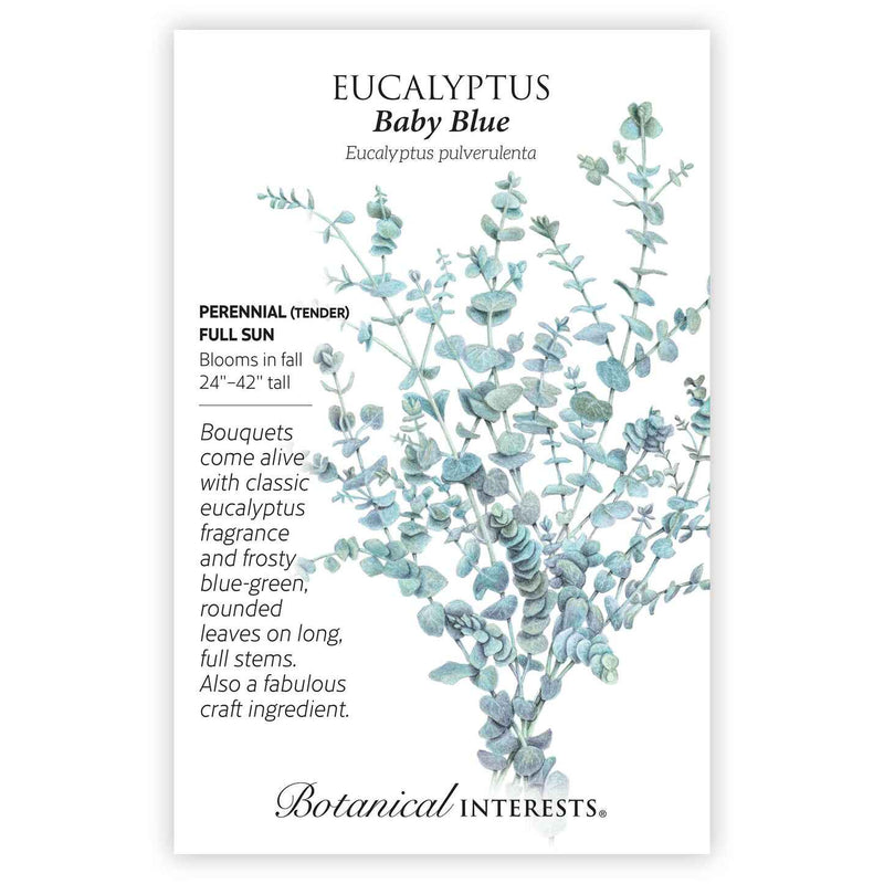 eucalyptus plant seeds for sale Baby Blue Eucalyptus Seeds – Epic Gardening