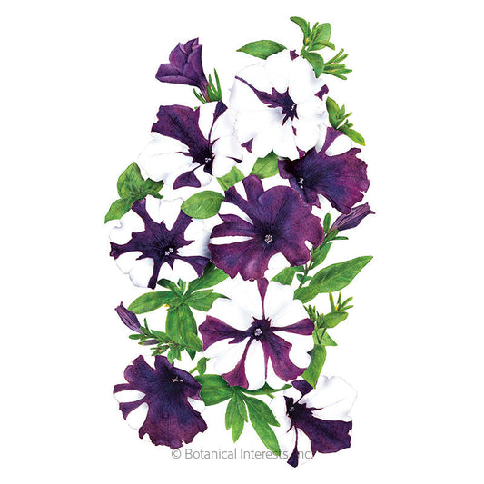 Shock Wave® Purple Tie Dye Petunia Seeds Product Image